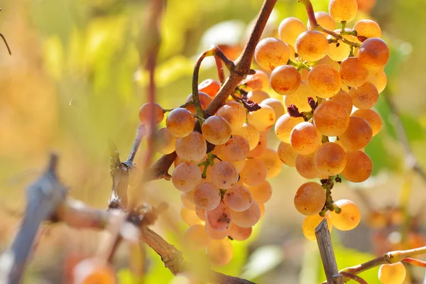 Raisins blancs dans le vignoble en automne — Photo