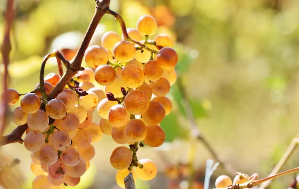 Uvas blancas en el viñedo en otoño — Foto de Stock