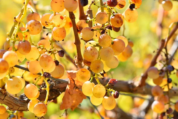 Uvas blancas en el viñedo en otoño — Foto de Stock