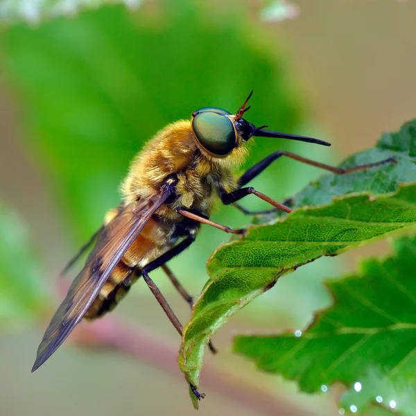 Mosca gigante pálida (tabanus bovinus ) — Foto de Stock