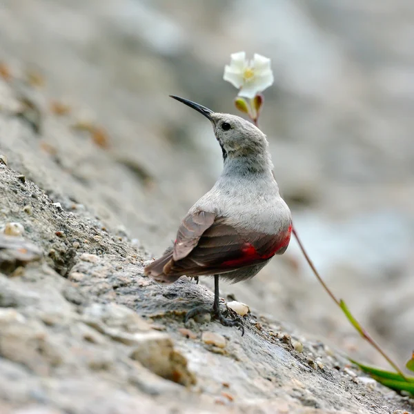 The Wallcreeper (Tichodroma muraria) in natural habitat — Stock Photo, Image