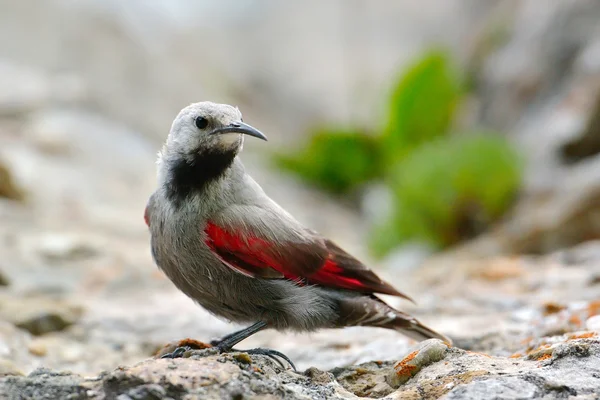 The Wallcreeper (Tichodroma muraria) in natural habitat — Stock Photo, Image