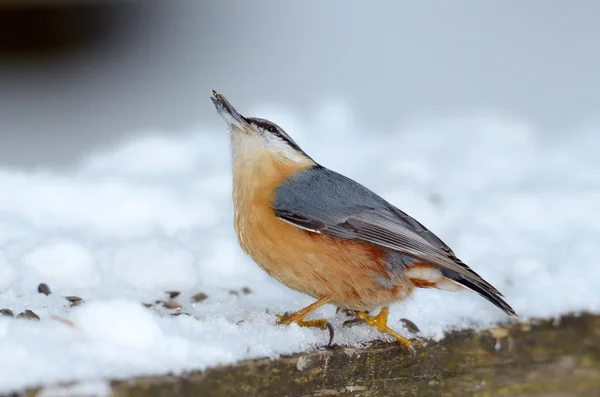 Ptak Kowalik w naturalnym środowisku (sitta europaea) — Zdjęcie stockowe