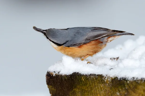 Uccello nuthatch in habitat naturale (sitta europaea ) — Foto Stock
