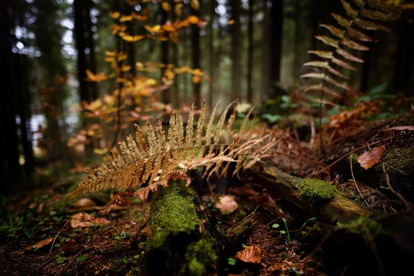 Gula blad av en ormbunke i skogen — Stockfoto