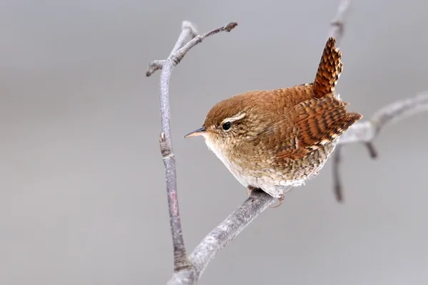 Зимняя расписка в естественной среде обитания (Troglodytes troglodytes  ) — стоковое фото