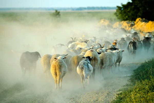 Moutons sur le terrain en été — Photo