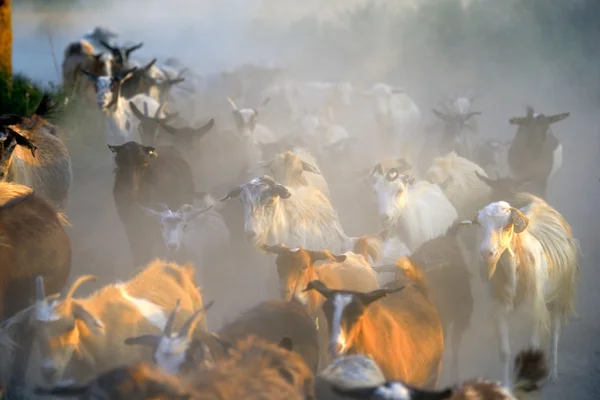 Groupe de chèvres domestiques sur le terrain en été — Photo