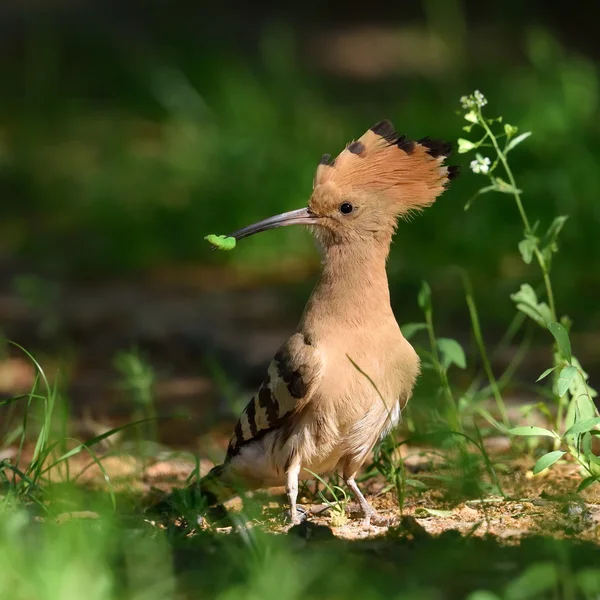 Pássaro de Hoopoe em habitat natural (épocas de upupa ) — Fotografia de Stock