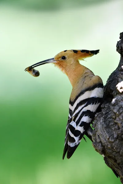 Dudek ptak w naturalnym środowisku (upupa epops) — Zdjęcie stockowe