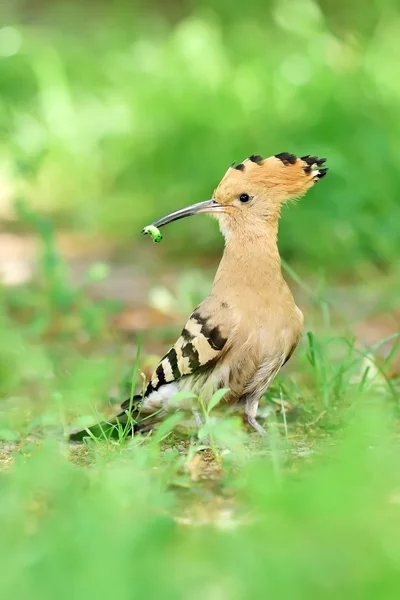 Wiedehopf im natürlichen Lebensraum (upupa epops) — Stockfoto