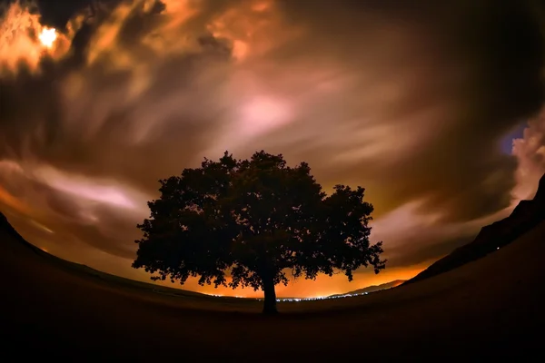 Albero solitario sul campo di notte — Foto Stock