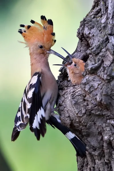 Dudek ptak w naturalnym środowisku (upupa epops) — Zdjęcie stockowe