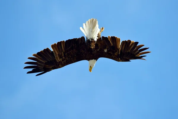 Лысый орел (Haliaeetus leucocephalus) летит на свежем воздухе — стоковое фото