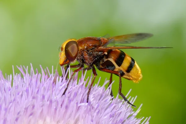 Hornet mimic hoverfly (Volucella zonaria) ) — стоковое фото