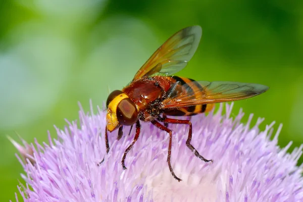 Μιμικό hoverfly σφήκα (Volucella ΖΩΝΑΡΙΑ) — Φωτογραφία Αρχείου