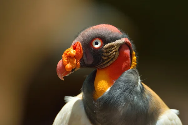 Tropical bird close up portrait — Stock Photo, Image