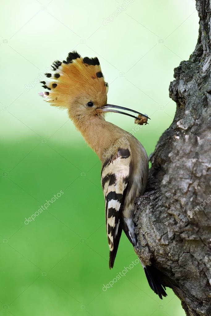 hoopoe bird in natural habitat (upupa epops)
