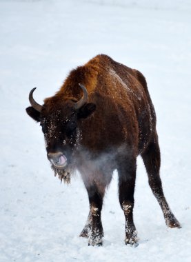 Avrupa bizonu Kışın açık