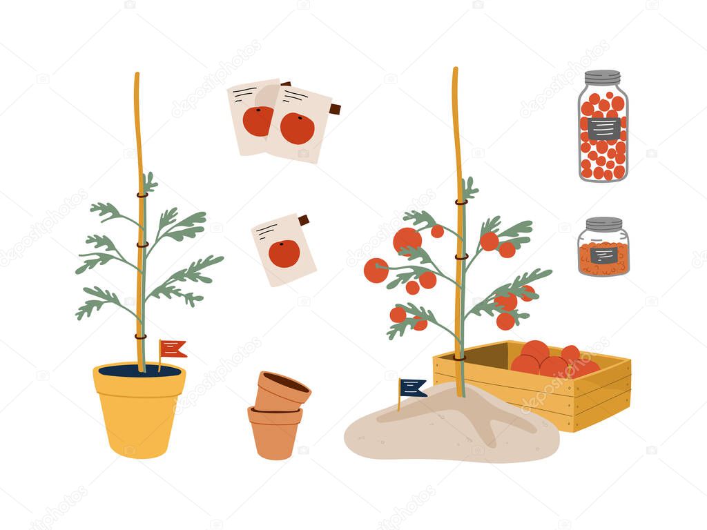 Tomato plant growth. Stages from seed to fruiting plant. Autumn tomato harvest in wooden box. Vector cartoon style flat illustration isolated on white background.