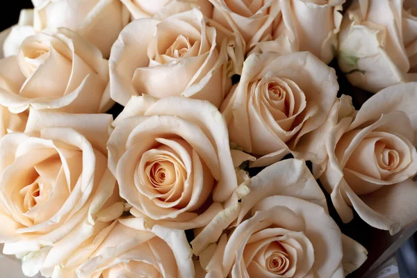 Blumenwand Hintergrund Aus Natürlichen Creme Rosen Natürlichen Creme Rosen — Stockfoto