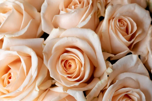Çiçek duvarı, doğal krema güllerinin arka planı, doğal krema gülleri.