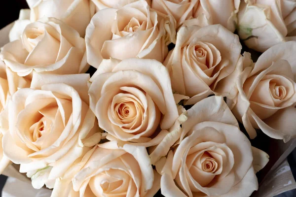 Çiçek duvarı, doğal krema güllerinin arka planı, doğal krema gülleri.