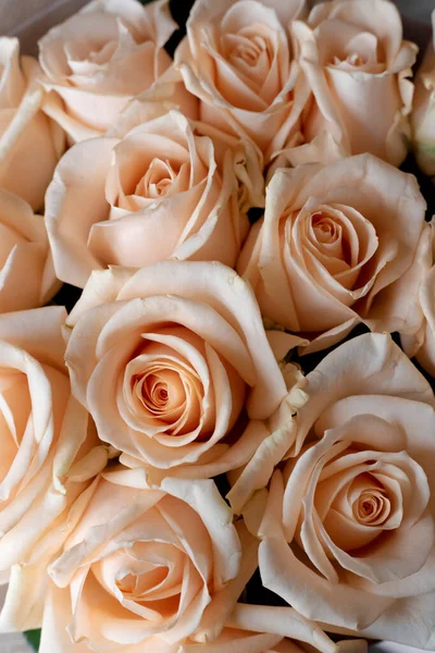 Çiçek duvarı, doğal krema güllerinin arka planı, doğal krema gülleri.