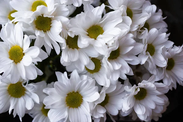 Flowers white trimmed close-up view from top