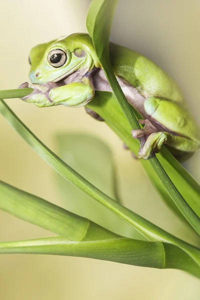 Australiska gröna träd groda — Stockfoto