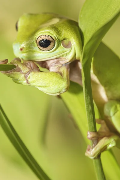 오스트레일리아의 푸른 나무 개구리 — 스톡 사진