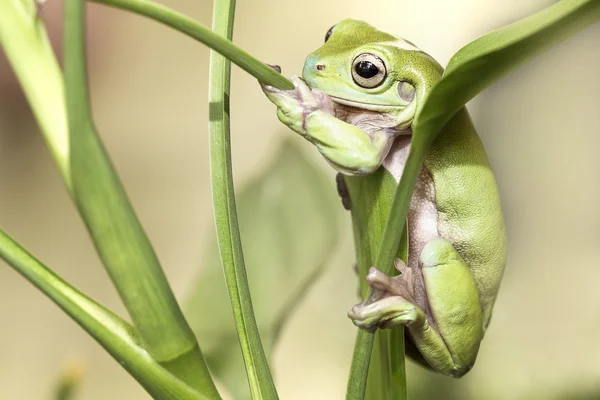 Australische Groene Boom kikker — Stockfoto