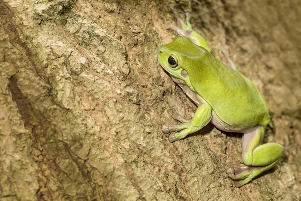 Rana dell'albero verde australiano — Foto Stock