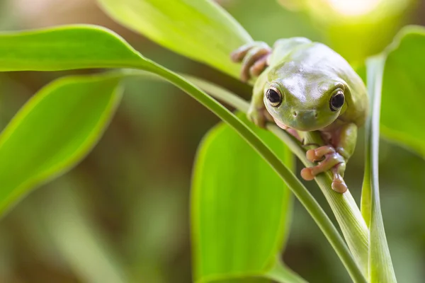 Sapo da árvore verde australiana — Fotografia de Stock