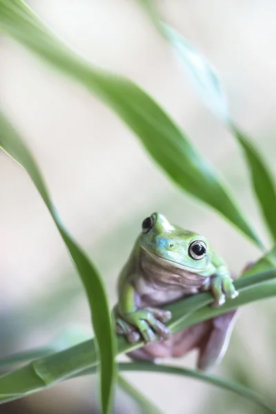 Австралийская зелёная лягушка — стоковое фото