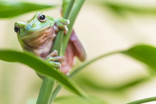 Australische Groene Boom kikker — Stockfoto