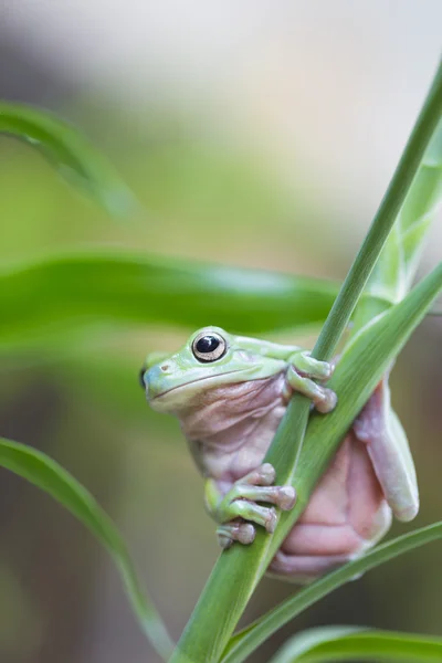 オーストラリアの緑の木のカエル — ストック写真