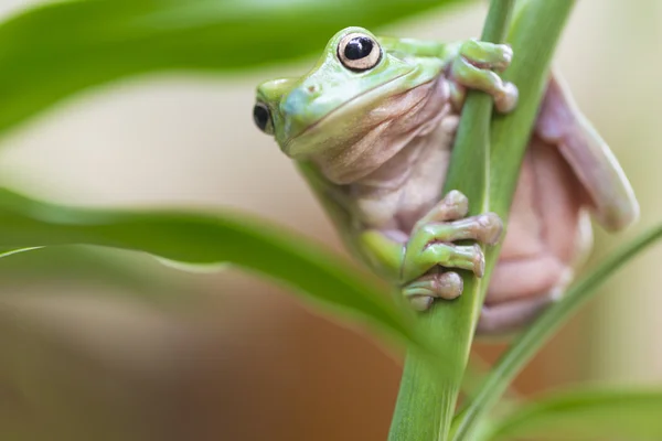 オーストラリアの緑の木のカエル — ストック写真