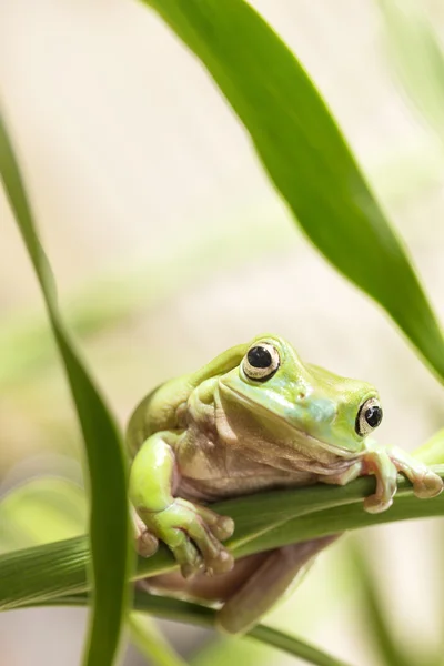 Australian Green Tree Frog — Stock Photo, Image