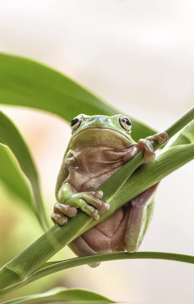 Australiska gröna träd groda — Stockfoto