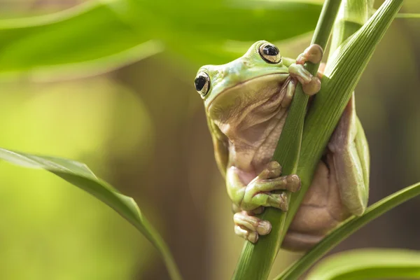 Australiska gröna träd groda Stockbild