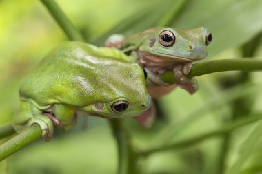 Australian Green Tree Frogs clipart
