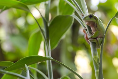 Avustralya Yeşil Ağaç Kurbağası