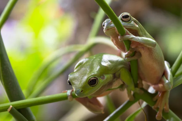 호주 녹색 개구리 — 스톡 사진