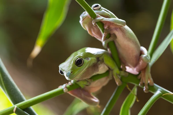 Australiska gröna träd grodor — Stockfoto