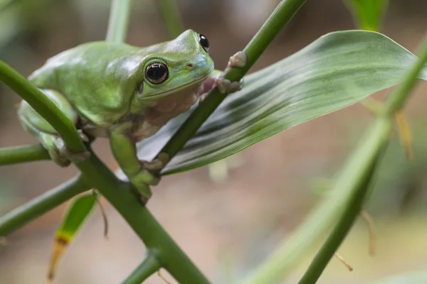 Australiska gröna träd groda — Stockfoto