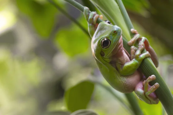 Australský zelený strom žába — Stock fotografie