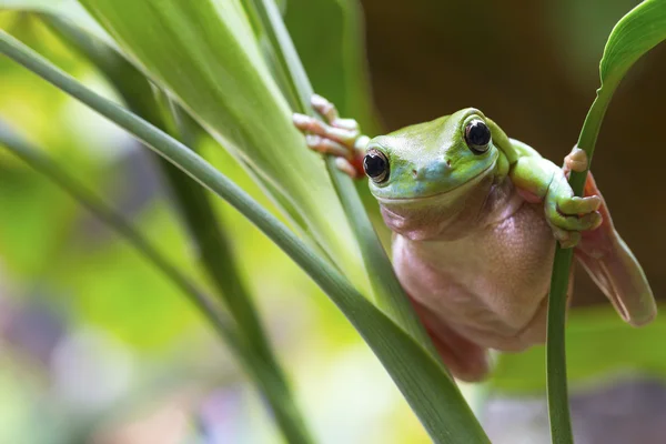 Australische Groene Boom kikker — Stockfoto