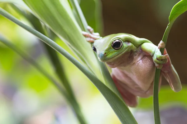 オーストラリアの緑の木のカエル — ストック写真