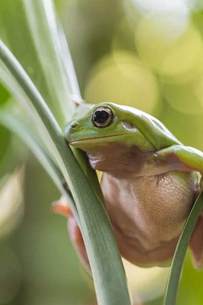 Australian Green Tree Frog — Stock Photo, Image